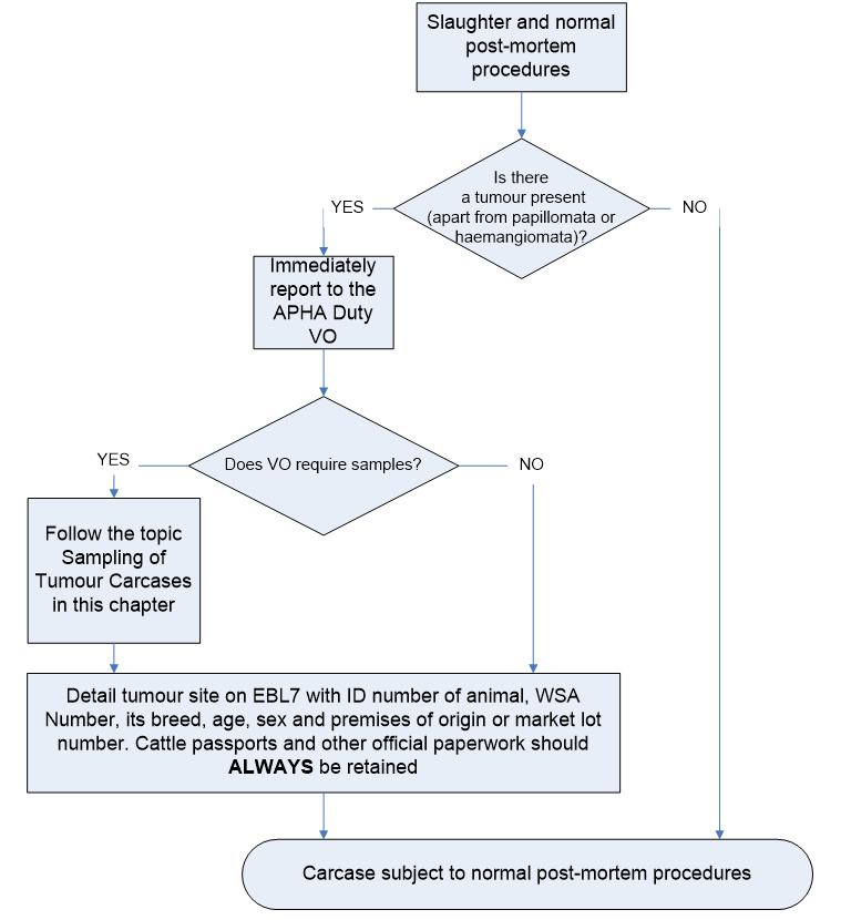 1. Slaughter and normal post-mortem procedures. 2. Is there a tumour present (apart from papillomata or haemangiomata)? If no, go to 7. If yes, go to 3. 3. Immediately report to the APHA duty VO. 4. Does VO require samples? If no, go to 6. If yes, go to 5. 5. Follow the topic Sampling of Tumour Carcases in this chapter. 6. Detail tumour site on EBL7 with ID number of animal, WSA number, its breed, age, sex and premises of origin or market lot number. Cattle passports and other official paperwork should alwa