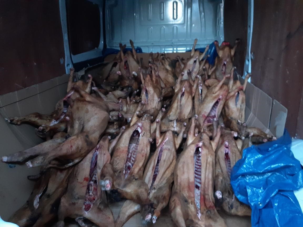 Sheep carcasses thought to be subject to smoking processes discovered in vans by NFCU and police