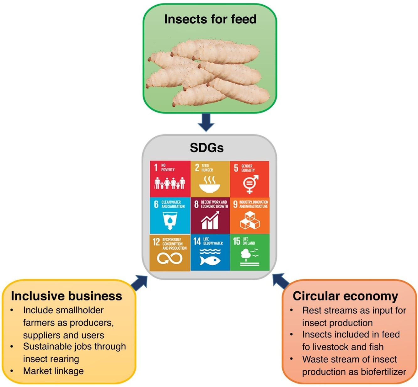 Flowchart displaying the contribution of insect farming to global sustainable development goals